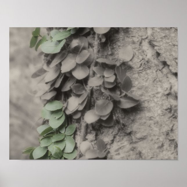 Vine On Tree Partial Colour Nature Poster (Front)