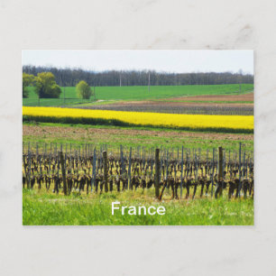 Vines and fields in France Postcard