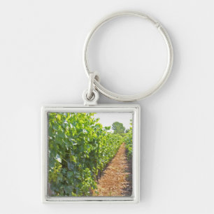Vines trained high on wires supported by key ring