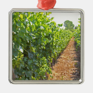 Vines trained high on wires supported by metal tree decoration