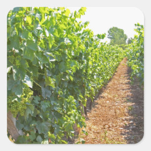 Vines trained high on wires supported by square sticker