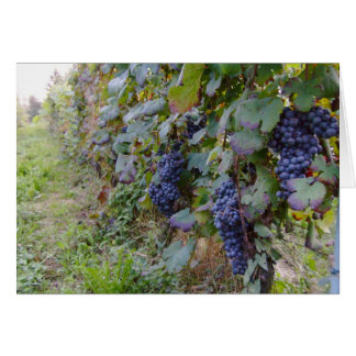 Vineyard
