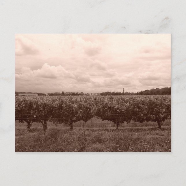 Vineyard 1 postcard (Front)