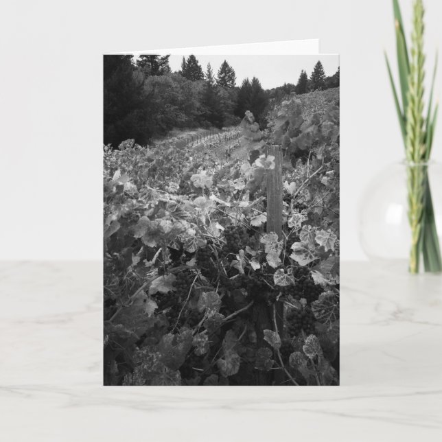 Vineyard and Hills, Draper Vineyard, 1966 Card (Front)