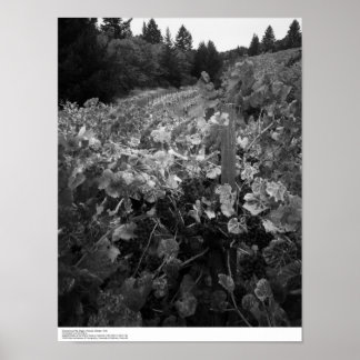 Vineyard and Hills, Draper Vineyard, 1966 Poster