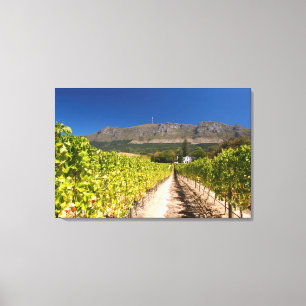 Vineyard, Cape Town, Western Cape, South Africa 2 Canvas Print