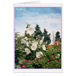 Vineyard Garden Card