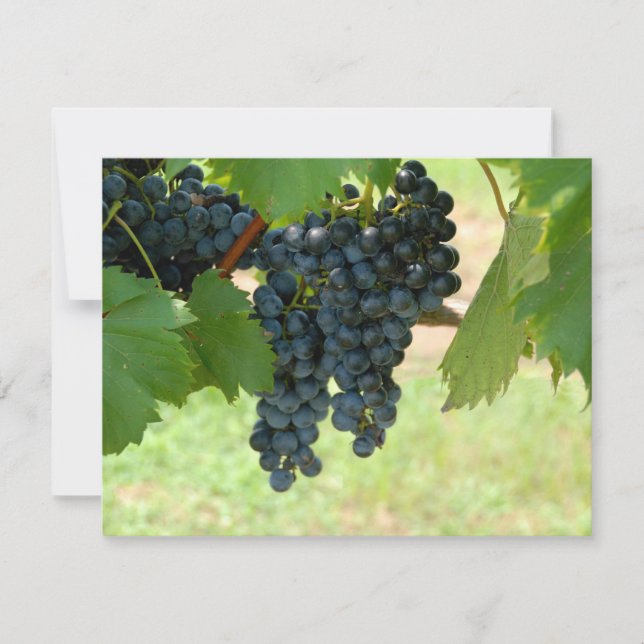 Vineyard Grapes (Front)