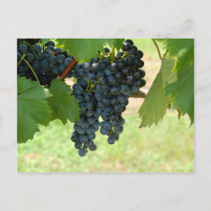 Vineyard Grapes Postcard