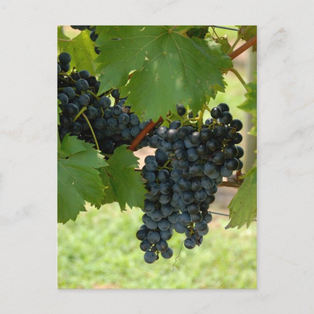 Vineyard Grapes Postcard (Front)