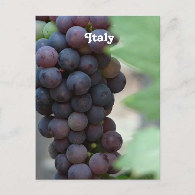 Vineyard in Italy Postcard (Front)