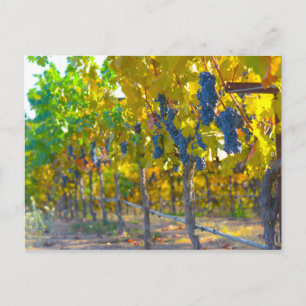 Vineyard in Napa Valley California Postcard