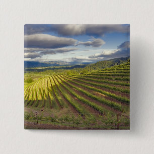 Vineyard. Napa Valley. Napa. Napa County, 15 Cm Square Badge