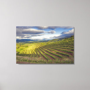 Vineyard. Napa Valley. Napa. Napa County, Canvas Print