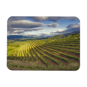 Vineyard. Napa Valley. Napa. Napa County, Magnet