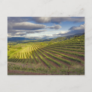 Vineyard. Napa Valley. Napa. Napa County, Postcard