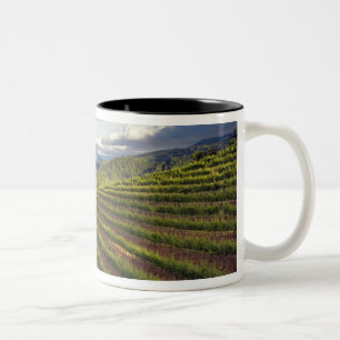 Vineyard. Napa Valley. Napa. Napa County, Two-Tone Coffee Mug