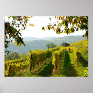 Vineyard near Krems Poster