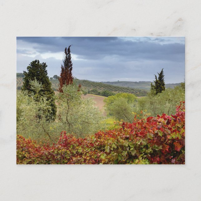 Vineyard near Montalcino, Tuscany, Italy Postcard (Front)