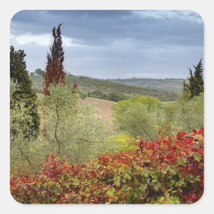 Vineyard near Montalcino, Tuscany, Italy Square Sticker