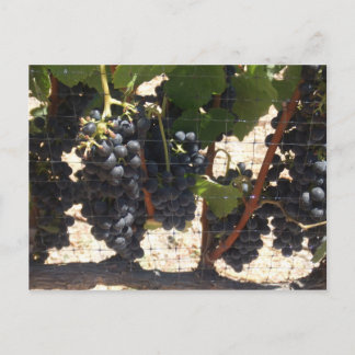 Vineyard Postcard