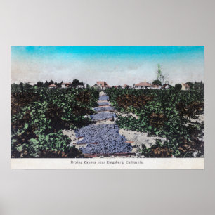 Vineyard Scene of Grapes DryingKingsburg, CA Poster