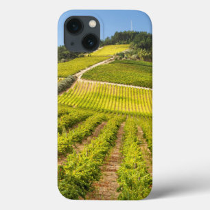 Vineyard, Stellenbosch, Western Cape iPhone 13 Case
