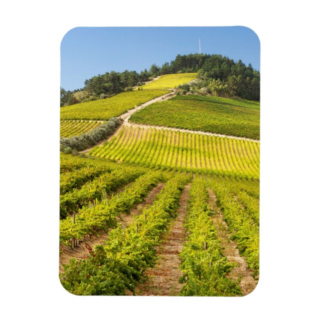 Vineyard, Stellenbosch, Western Cape Magnet (Vertical)