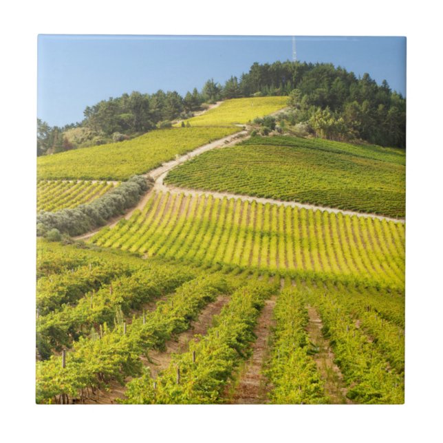 Vineyard, Stellenbosch, Western Cape Tile (Front)