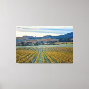 Vineyard Sunset Canvas Print