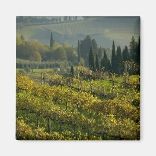 Vineyard, Tuscany, Italy Magnet