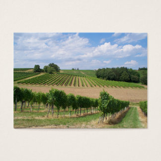 Vineyard - Vineyard (Bordeaux - France) 04