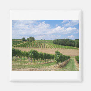 Vineyard - Vineyard (Bordeaux - France) 04 Magnet