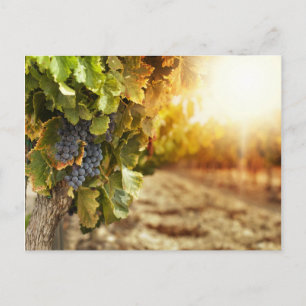 Vineyards At Sunset Postcard