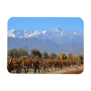 Vineyards In The Fall Of Mendoza, Argentina Magnet