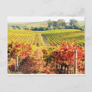 VINEYARDS.JPG POSTCARD