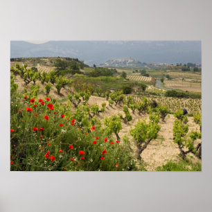 Vineyards near Laguardia, capital of La Rioja Poster