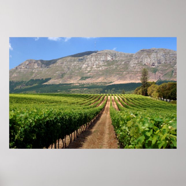 Vineyards Of Groot Constantia Wine Estate Poster (Front)