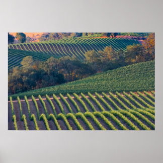 Vineyards of Russian River Valley Poster