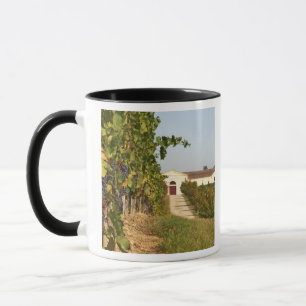 Vineyards, petit verdot vines and the winery in mug