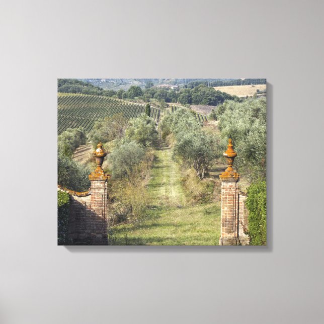 Vineyards, Tuscany, Italy Canvas Print (Front)