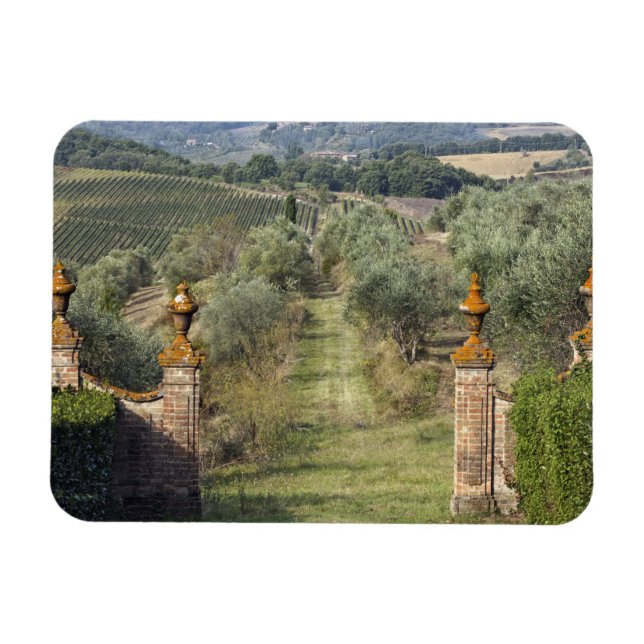 Vineyards, Tuscany, Italy Magnet (Horizontal)