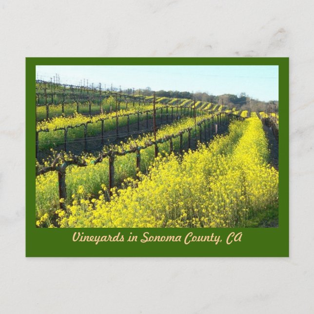Vineyards with Mustard Seed Sonoma County Postcard (Front)