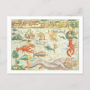 Vintage 1544 Sea Monsters Illustration Postcard