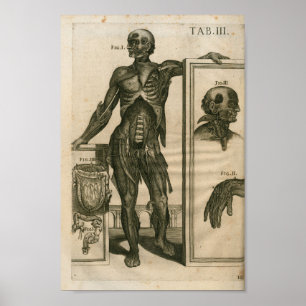 Vintage 1741 Muscle Anatomy Print
