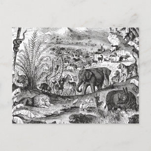 Vintage 1800s African Animal Illustration Animals Postcard