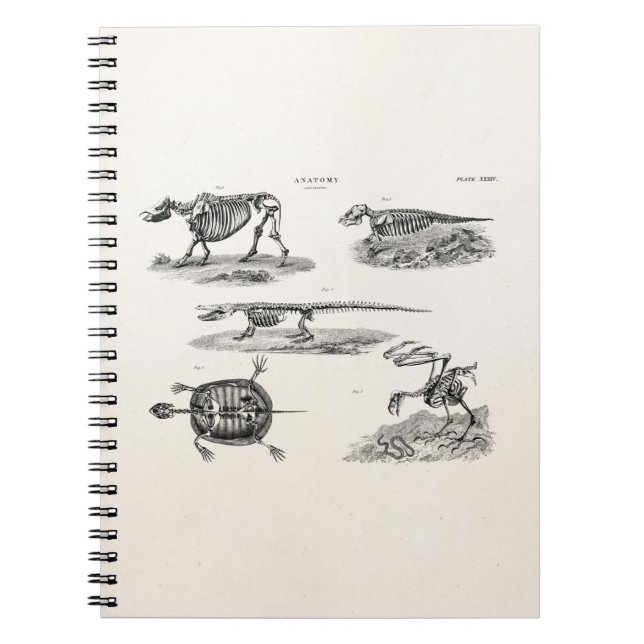 Vintage 1800s Animal Skeletons Antique Anatomy Spiral Notebook (Front)