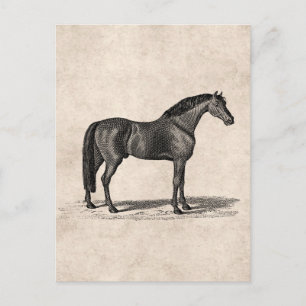 Vintage 1800s Arabian Horse Illustration - Horses Postcard
