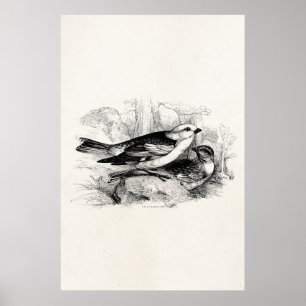 Vintage 1800s Birds Snow Bunting Bird Illustration Poster