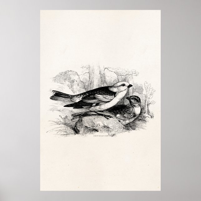 Vintage 1800s Birds Snow Bunting Bird Illustration Poster (Front)